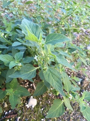Solanum physalifolium