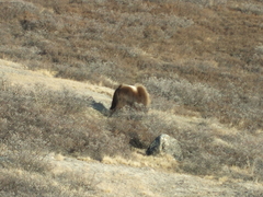 Ovibos moschatus