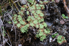 Primula nutantiflora