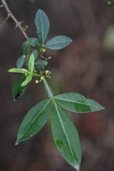 Zanthoxylum armatum