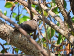 Streptopelia tranquebarica