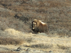 Ovibos moschatus