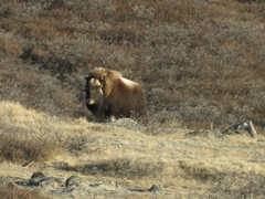 Ovibos moschatus