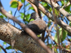Streptopelia tranquebarica