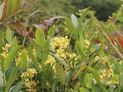 Anodendron affine