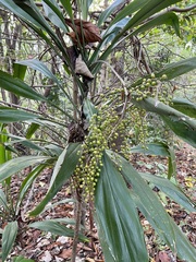 Cordyline manners-suttoniae