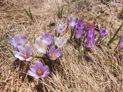 Crocus vernus