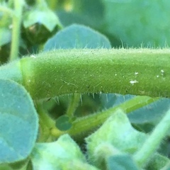 Solanum physalifolium