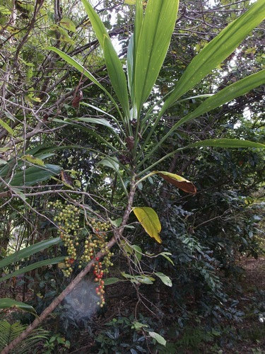 Image of Cordyline manners by (c) Sue Carnahan, some rights reserved (CC BY)