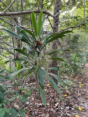 Cordyline manners-suttoniae