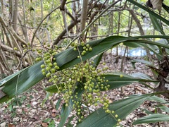 Cordyline manners-suttoniae