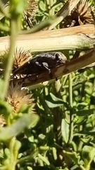 Ectinogonia buquetii