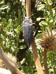 Ectinogonia buquetii