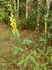 Crotalaria trichotoma