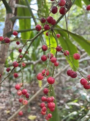 Cordyline manners-suttoniae