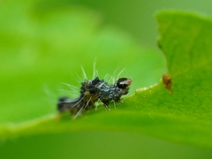 Tiracola aureata