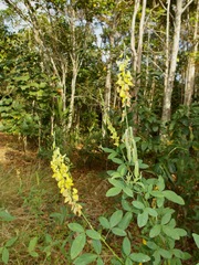 Crotalaria trichotoma