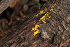Calycina confluens