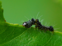 Tiracola aureata