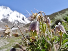 Pulsatilla wallichiana
