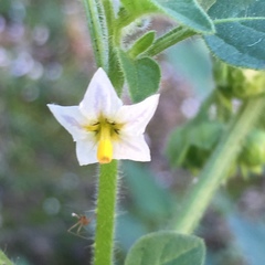 Solanum physalifolium