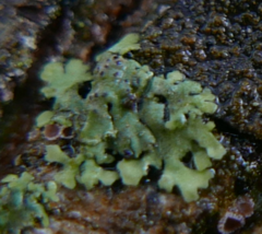 Lichenochora obscuroides