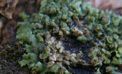 Lichenochora obscuroides