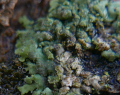 Lichenochora obscuroides