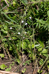 Rhinacanthus gracilis