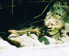 Trachylepis