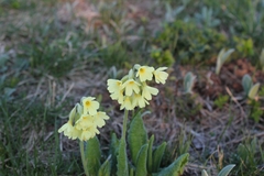 Primula elatior