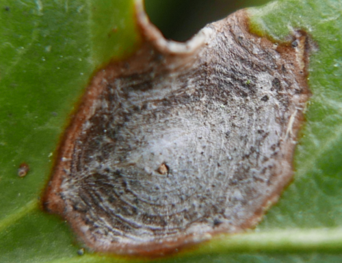 Boeremia hedericola