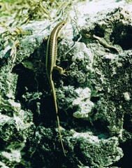 Trachylepis striata