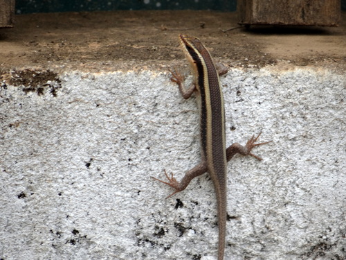 African Striped Skink