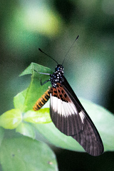 Acraea aganice