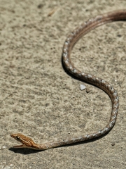 Dryophiops rubescens