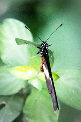Acraea aganice