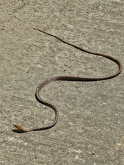 Dryophiops rubescens