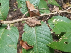 Chalcorana chalconota