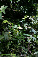 Thunbergia dregeana