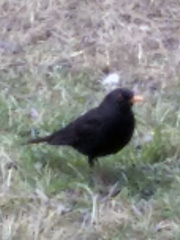 Turdus merula