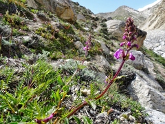 Pedicularis rhinanthoides