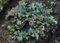 Phaeophyscia orbicularis