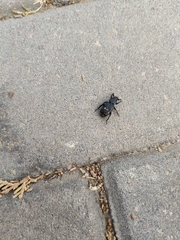 Clinterocera mandarina