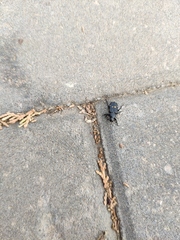 Clinterocera mandarina