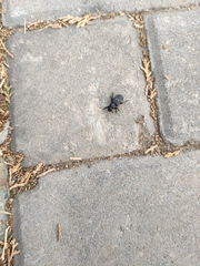 Clinterocera mandarina