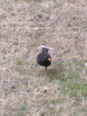 Turdus merula