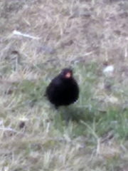 Turdus merula