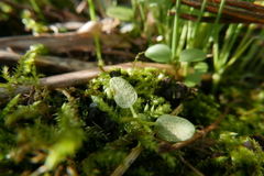 Peronospora agrestis