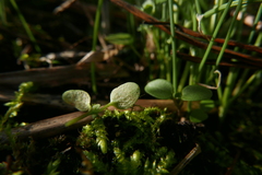 Peronospora agrestis